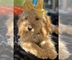Small Photo #54 Goldendoodle mix (+ Poodle Miniature) Puppy For Sale in MENIFEE, CA, USA