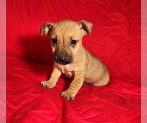 Jack Russell Terrier Puppy for sale in TOPSFIELD, MA, USA