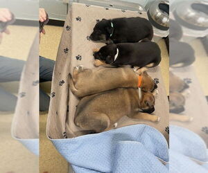 Mutt Dogs for adoption in Kansas City, MO, USA