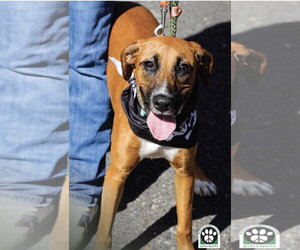 Fred - Male Mutt Dog for Adoption - Photo #5