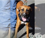 Small Photo #5 Mutt Puppy For Sale in Westwood, NJ, USA