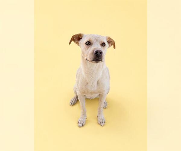 Medium Photo #2 Mutt Puppy For Sale in HESPERIA, CA, USA