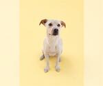 Small #1 Mutt