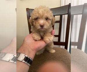 Maltese-Poodle (Toy) Mix Puppy for sale in ONTARIO, CA, USA