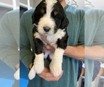 Small Photo #1 Bernedoodle Puppy For Sale in SOUTHAVEN, MS, USA