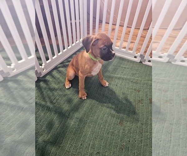 Medium Photo #16 Boxer Puppy For Sale in LYONS, KS, USA