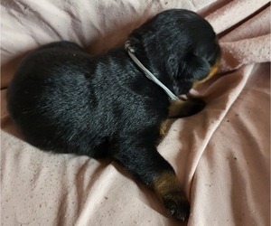 Medium Rottweiler