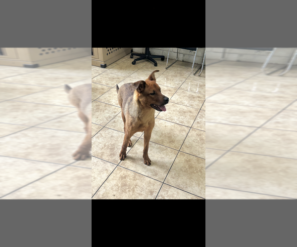 Medium Photo #3 Labrador Retriever-Unknown Mix Puppy For Sale in Dana Point, CA, USA
