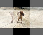 Small #2 Labrador Retriever Mix