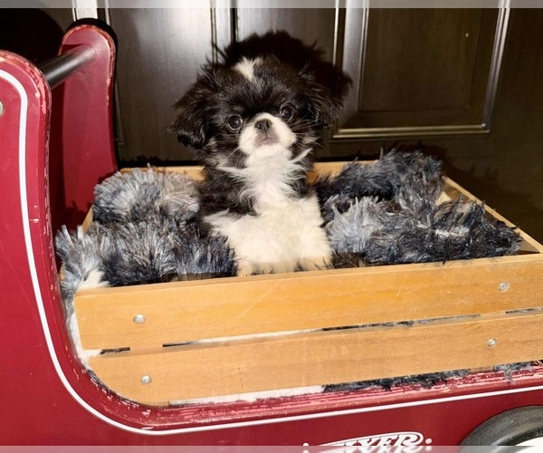Medium Photo #3 Japanese Chin Puppy For Sale in BELTON, MO, USA