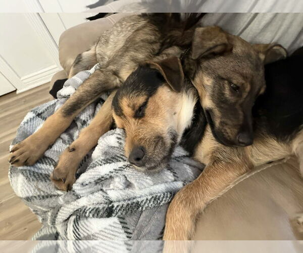 Medium Photo #5 Mutt Puppy For Sale in Sandy, UT, USA