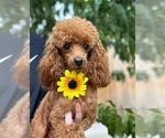 Small Photo #1 Poodle (Toy) Puppy For Sale in SACRAMENTO, CA, USA