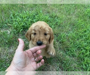Golden Retriever Puppy for sale in KEARNEY, NE, USA