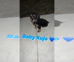 YorkiePoo Puppy for sale in TAMPA, FL, USA