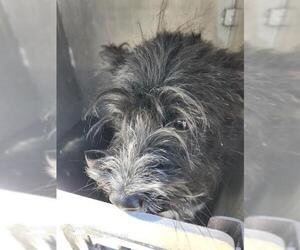 Fox Terrier (Toy)-Unknown Mix Dogs for adoption in San Antonio, TX, USA