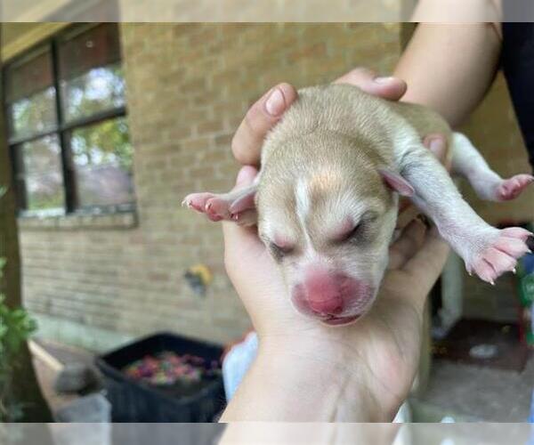 Medium Photo #1 American Pit Bull Terrier-Unknown Mix Puppy For Sale in Houston, TX, USA