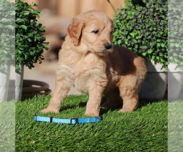 Medium Photo #7 Goldendoodle Puppy For Sale in VICTORVILLE, CA, USA