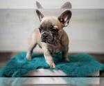 Small Photo #7 French Bulldog Puppy For Sale in CEDAR RAPIDS, IA, USA