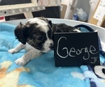 Small #2 YorkiePoo