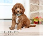 Small #3 Goldendoodle (Miniature)