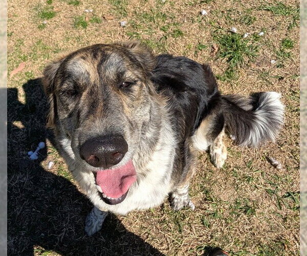 Medium Photo #1 Great Pyrenees-Unknown Mix Puppy For Sale in Plano, TX, USA