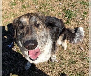 Great Pyrenees-Unknown Mix Dogs for adoption in Plano, TX, USA