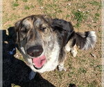 Small Great Pyrenees Mix