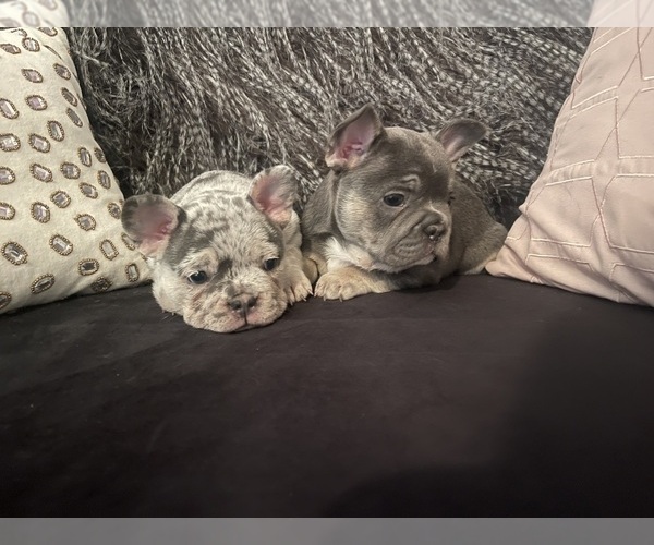 Medium Photo #4 French Bulldog Puppy For Sale in CINCINNATI, OH, USA