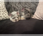 Small #3 French Bulldog