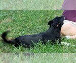 Small Photo #2 Rat Terrier Puppy For Sale in Rock Hill, SC, USA