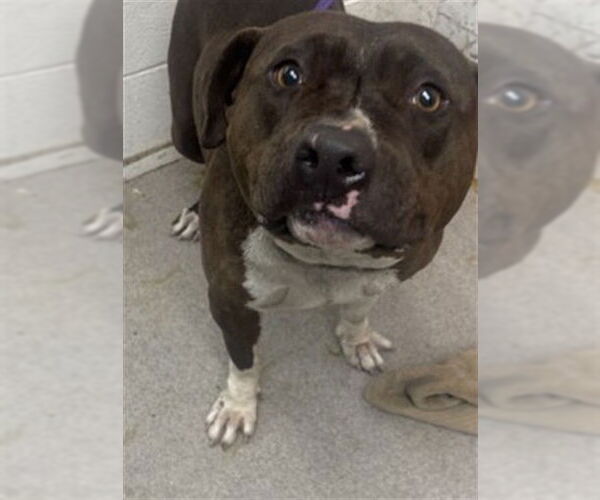 Medium Photo #1 Mutt Puppy For Sale in San Bernardino, CA, USA