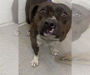 Mutt Dogs for adoption in San Bernardino, CA, USA