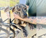 Small #2 Mutt