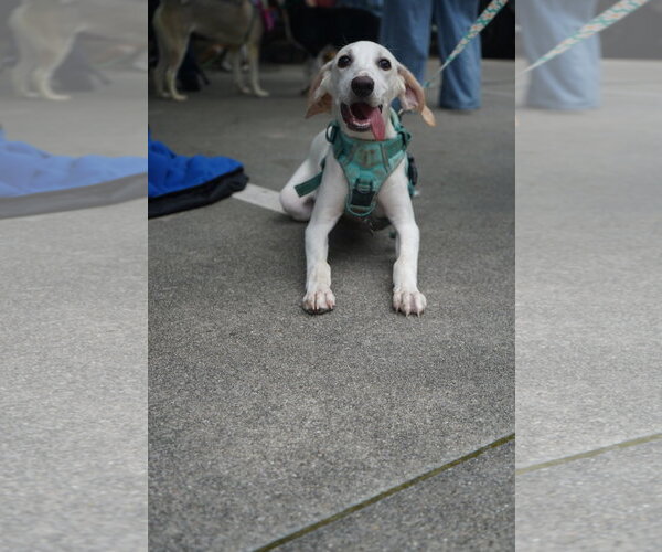 Medium Photo #3 American Foxhound Puppy For Sale in Holly Springs, NC, USA