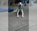 Small #2 American Foxhound