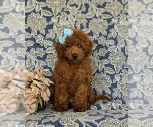 Poodle (Miniature) Puppy for sale in QUARRYVILLE, PA, USA