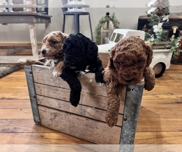 Medium Photo #8 Goldendoodle (Miniature) Puppy For Sale in VOLANT, PA, USA