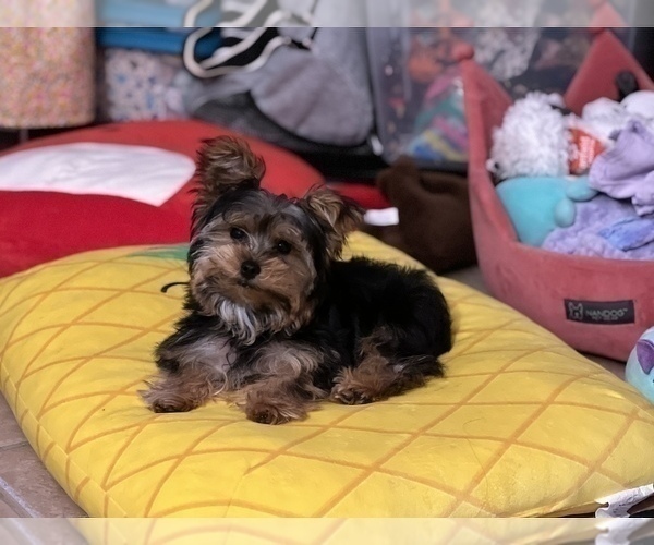 Medium Photo #4 Yorkshire Terrier Puppy For Sale in VALRICO, FL, USA