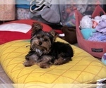 Small Photo #4 Yorkshire Terrier Puppy For Sale in VALRICO, FL, USA