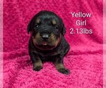 Small Rottweiler