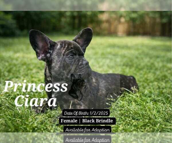 Medium Photo #3 French Bulldog Puppy For Sale in FAYETTEVILLE, GA, USA