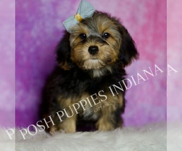 Medium Photo #41 Yorkipoo Puppy For Sale in WARSAW, IN, USA
