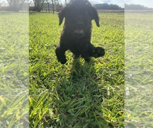 Medium Photo #24 Labradoodle Puppy For Sale in WAVERLY, VA, USA