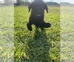 Small #23 Labradoodle