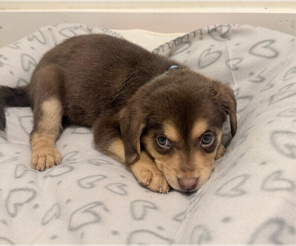 Medium Photo #4 Labrador Retriever-Unknown Mix Puppy For Sale in Des Moines, IA, USA