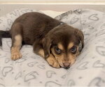 Small Photo #4 Labrador Retriever-Unknown Mix Puppy For Sale in Des Moines, IA, USA