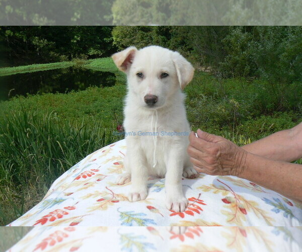 Medium Photo #10 German Shepherd Dog Puppy For Sale in PIEDMONT, MO, USA