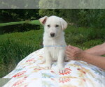 Small #9 German Shepherd Dog