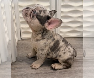 French Bulldog Puppy for sale in BURLINGAME, CA, USA