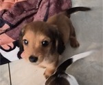 Small #1 Dachshund